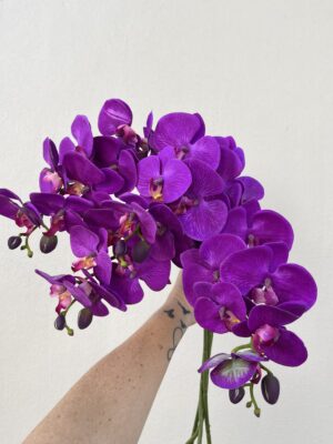 Orchids - purple